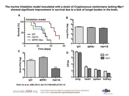 The murine inhalation model inoculated with a strain of Cryptococcus neoformans lacking Mpr1 showed significant improvement in survival due to a lack of.