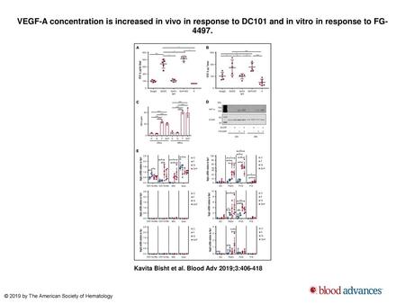 VEGF-A concentration is increased in vivo in response to DC101 and in vitro in response to FG-4497. VEGF-A concentration is increased in vivo in response.