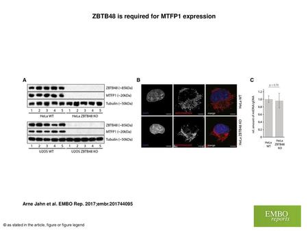 ZBTB48 is required for MTFP1 expression