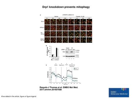 Drp1 knockdown prevents mitophagy