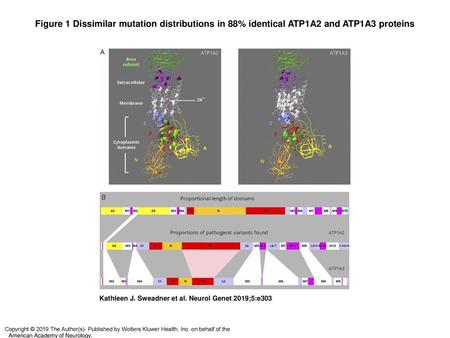 Figure 1 Dissimilar mutation distributions in 88% identical ATP1A2 and ATP1A3 proteins Dissimilar mutation distributions in 88% identical ATP1A2 and ATP1A3.