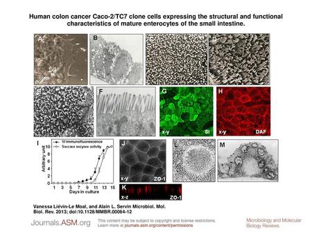 Human colon cancer Caco-2/TC7 clone cells expressing the structural and functional characteristics of mature enterocytes of the small intestine. Human.