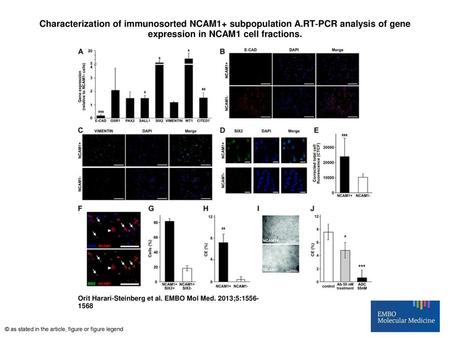 Characterization of immunosorted NCAM1+ subpopulation A