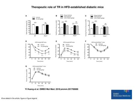 Therapeutic role of TR in HFD‐established diabetic mice