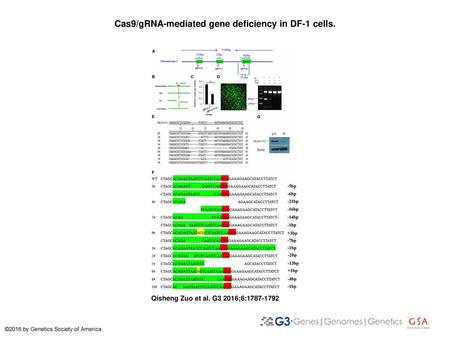 Cas9/gRNA-mediated gene deficiency in DF-1 cells.