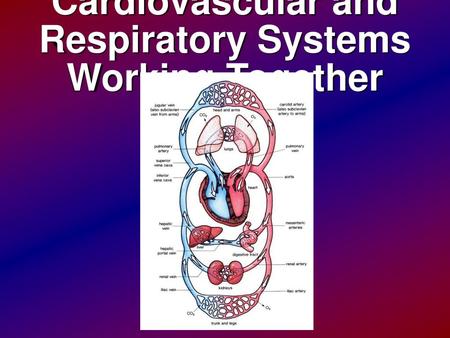 Cardiovascular and Respiratory Systems Working Together