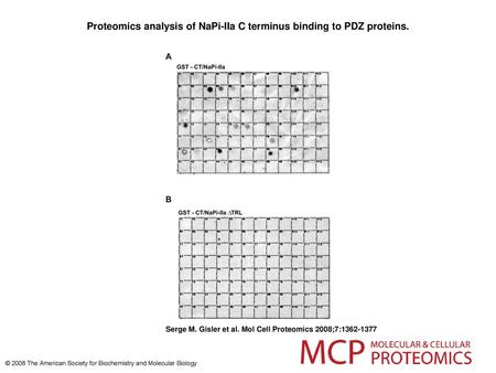 Proteomics analysis of NaPi-IIa C terminus binding to PDZ proteins.