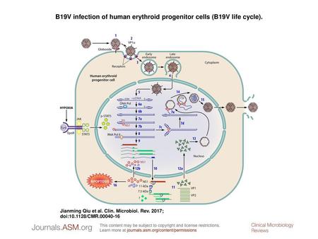 B19V infection of human erythroid progenitor cells (B19V life cycle).