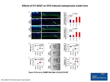 Effects of KY‐02327 on OVX‐induced osteoporosis model mice