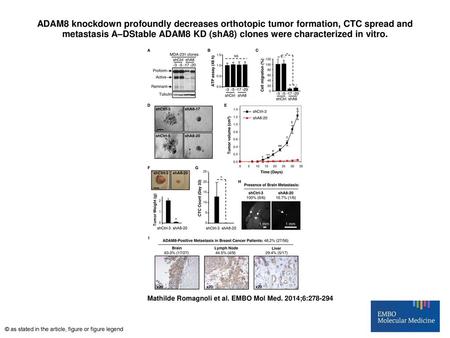 ADAM8 knockdown profoundly decreases orthotopic tumor formation, CTC spread and metastasis A–DStable ADAM8 KD (shA8) clones were characterized in vitro.