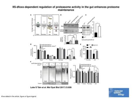 IIS‐dfoxo‐dependent regulation of proteasome activity in the gut enhances proteome maintenance IIS‐dfoxo‐dependent regulation of proteasome activity in.