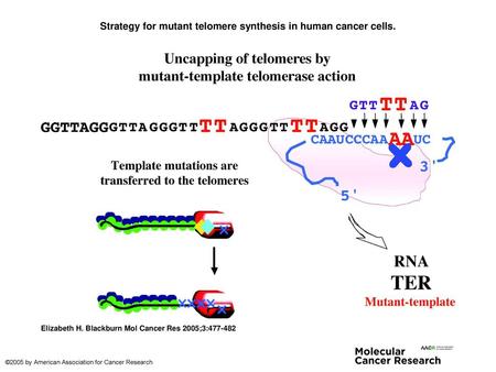 Strategy for mutant telomere synthesis in human cancer cells.