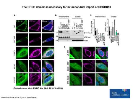 The CHCH domain is necessary for mitochondrial import of CHCHD10