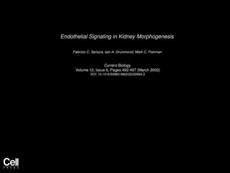 Endothelial Signaling in Kidney Morphogenesis