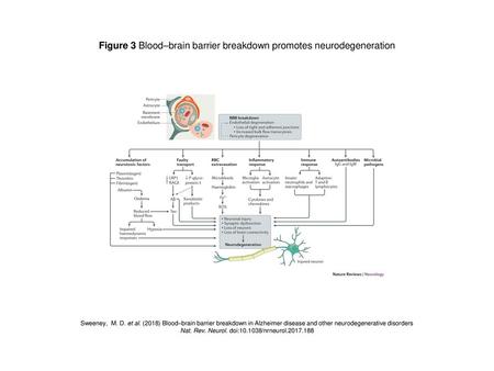 Figure 3 Blood–brain barrier breakdown promotes neurodegeneration