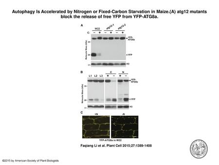 Autophagy Is Accelerated by Nitrogen or Fixed-Carbon Starvation in Maize.(A) atg12 mutants block the release of free YFP from YFP-ATG8a. Autophagy Is Accelerated.