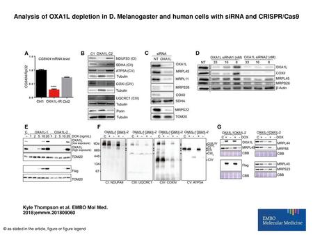 Analysis of OXA1L depletion in D