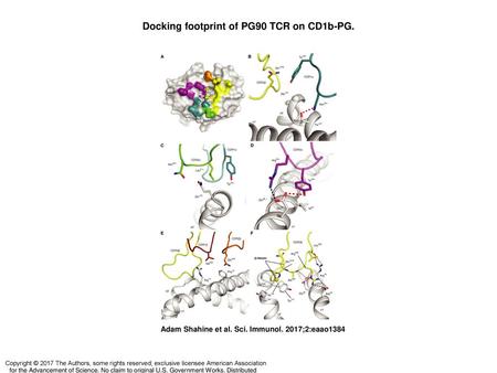 Docking footprint of PG90 TCR on CD1b-PG.