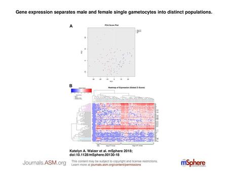 Gene expression separates male and female single gametocytes into distinct populations. Gene expression separates male and female single gametocytes into.