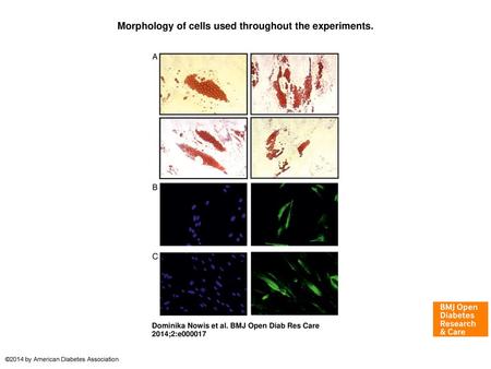 Morphology of cells used throughout the experiments.