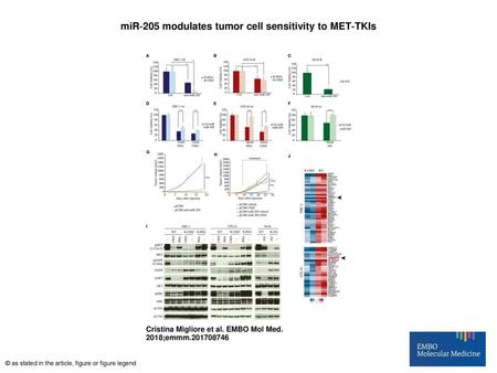 miR‐205 modulates tumor cell sensitivity to MET‐TKIs