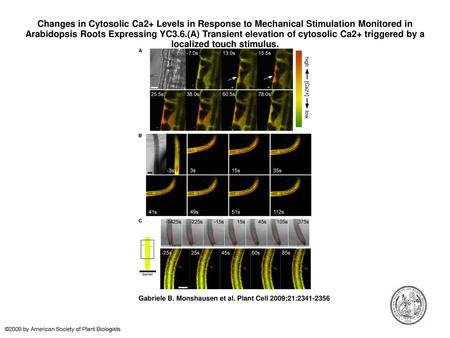 Changes in Cytosolic Ca2+ Levels in Response to Mechanical Stimulation Monitored in Arabidopsis Roots Expressing YC3.6.(A) Transient elevation of cytosolic.