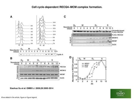 Cell cycle‐dependent RECQ4–MCM complex formation.