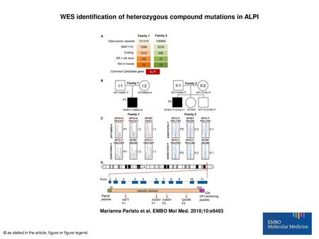 WES identification of heterozygous compound mutations in ALPI