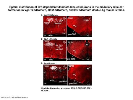 Spatial distribution of Cre-dependent tdTomato-labeled neurons in the medullary reticular formation in VgluT2-tdTomato, Dbx1-tdTomato, and Sst-tdTomato.