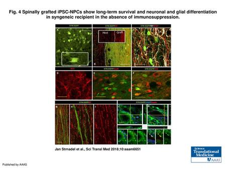 Fig. 4 Spinally grafted iPSC-NPCs show long-term survival and neuronal and glial differentiation in syngeneic recipient in the absence of immunosuppression.