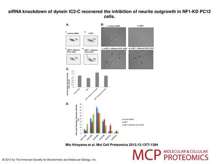 SiRNA knockdown of dynein IC2-C recovered the inhibition of neurite outgrowth in NF1-KD PC12 cells. siRNA knockdown of dynein IC2-C recovered the inhibition.