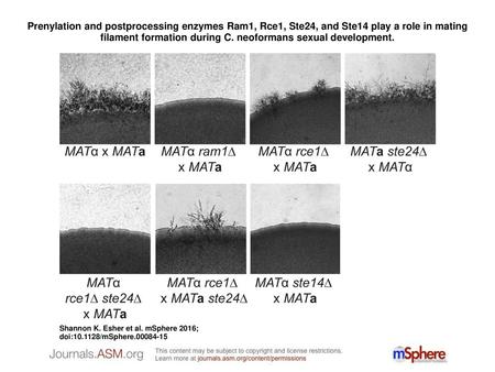 Prenylation and postprocessing enzymes Ram1, Rce1, Ste24, and Ste14 play a role in mating filament formation during C. neoformans sexual development. Prenylation.