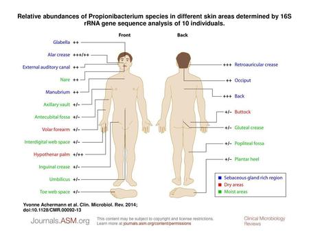 Relative abundances of Propionibacterium species in different skin areas determined by 16S rRNA gene sequence analysis of 10 individuals. Relative abundances.