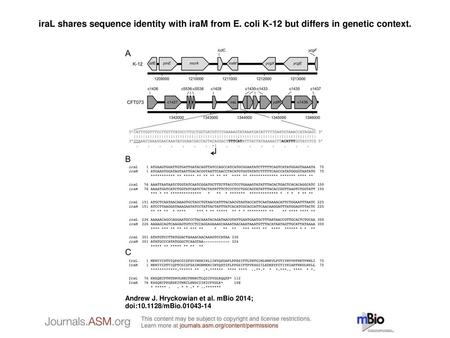 iraL shares sequence identity with iraM from E