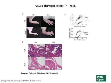 CAIA is attenuated in Nrdc – / – mice.