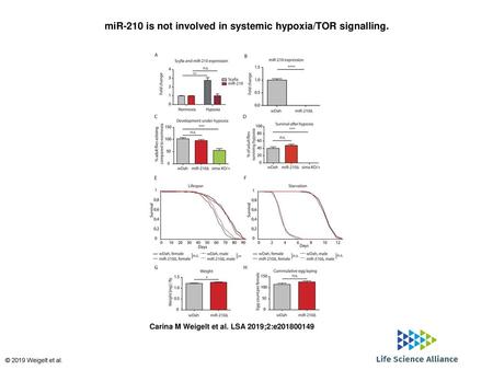 miR-210 is not involved in systemic hypoxia/TOR signalling.