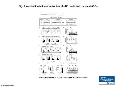 Vaccination induces activation of cTFH cells and transient ASCs