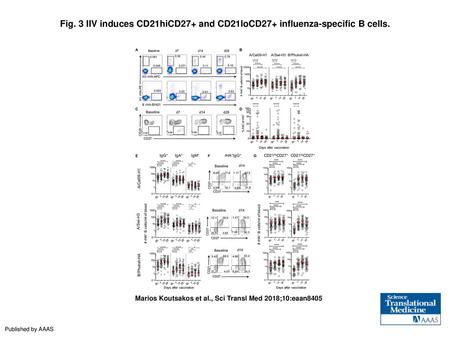 IIV induces CD21hiCD27+ and CD21loCD27+ influenza-specific B cells