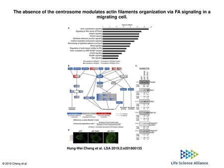 The absence of the centrosome modulates actin filaments organization via FA signaling in a migrating cell. The absence of the centrosome modulates actin.