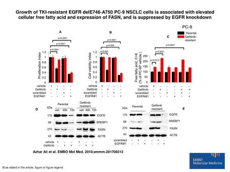 Growth of TKI‐resistant EGFR delE746‐A750 PC‐9 NSCLC cells is associated with elevated cellular free fatty acid and expression of FASN, and is suppressed.