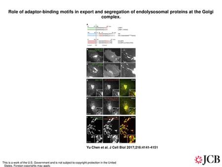 Role of adaptor-binding motifs in export and segregation of endolysosomal proteins at the Golgi complex. Role of adaptor-binding motifs in export and segregation.