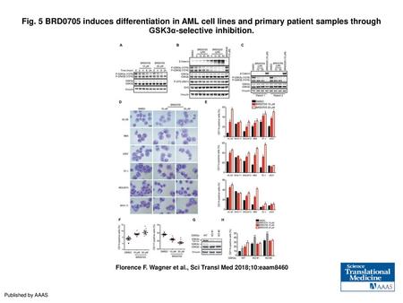 Fig. 5 BRD0705 induces differentiation in AML cell lines and primary patient samples through GSK3α-selective inhibition. BRD0705 induces differentiation.