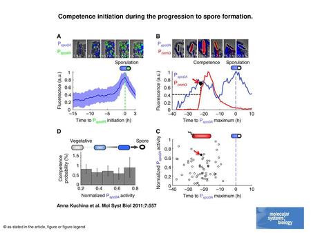 Competence initiation during the progression to spore formation.