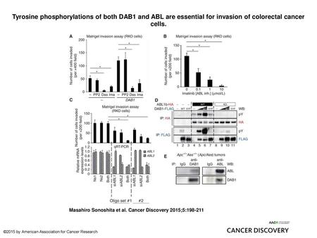 Tyrosine phosphorylations of both DAB1 and ABL are essential for invasion of colorectal cancer cells. Tyrosine phosphorylations of both DAB1 and ABL are.