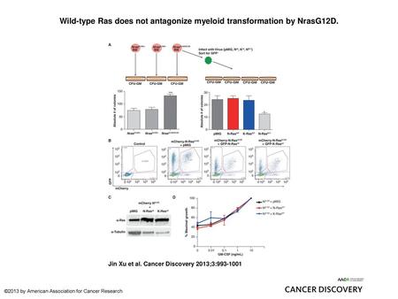 Wild-type Ras does not antagonize myeloid transformation by NrasG12D.