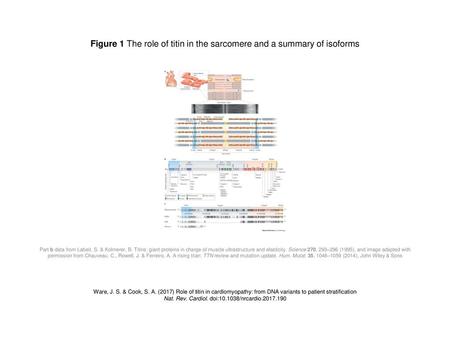 Figure 1 The role of titin in the sarcomere and a summary of isoforms