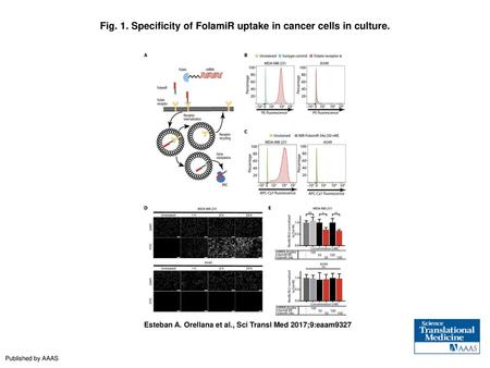 Fig. 1. Specificity of FolamiR uptake in cancer cells in culture.