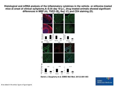 Histological and mRNA analysis of the inflammatory cytokines in the vehicle‐ or etifoxine‐treated mice at onset of clinical symptoms.A–D.At day 10 p.i.,