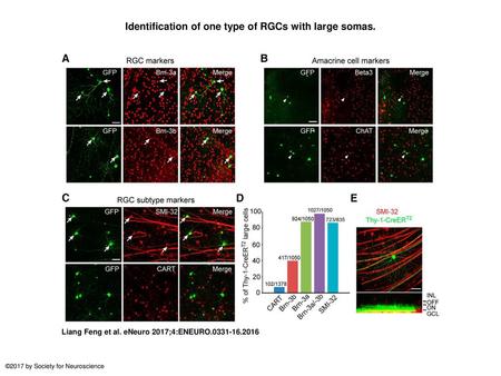 Identification of one type of RGCs with large somas.