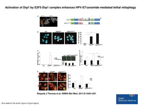 Activation of Drp1 by E2F5‐Drp1 complex enhances HPV‐E7/ceramide‐mediated lethal mitophagy Activation of Drp1 by E2F5‐Drp1 complex enhances HPV‐E7/ceramide‐mediated.